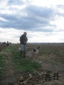 Setter Anglais ARTU DI ALDO DA SARNO Setter Anglais ARTU DI ALDO DA SARNO